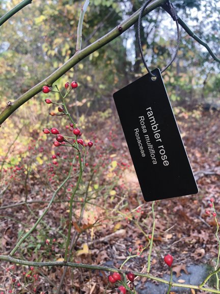 RAMBLER ROSE: An example of an identification tag that marks various plant species throughout the new trail system at Salter Grove Memorial Park. This one identifies Rambler Rose.